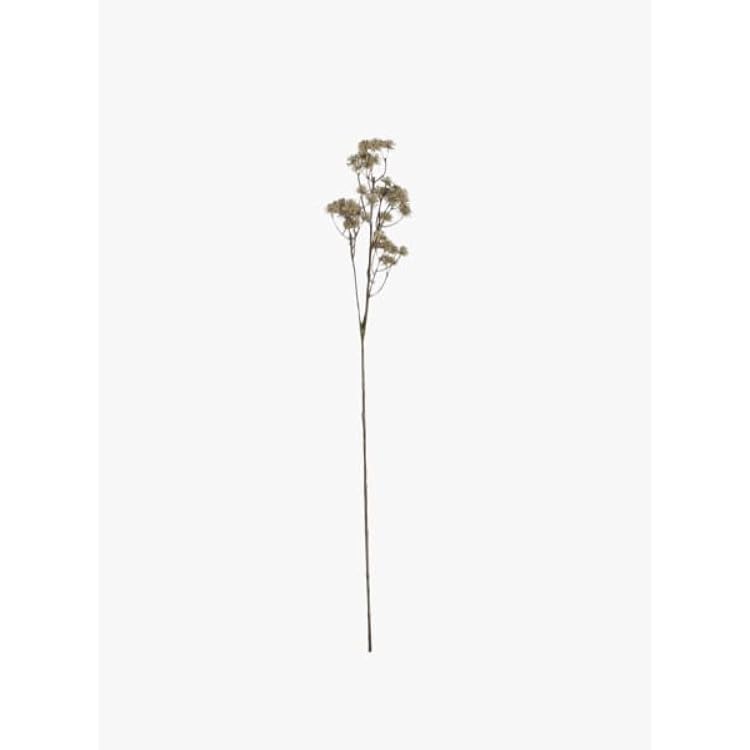 Natural Aralia Stem