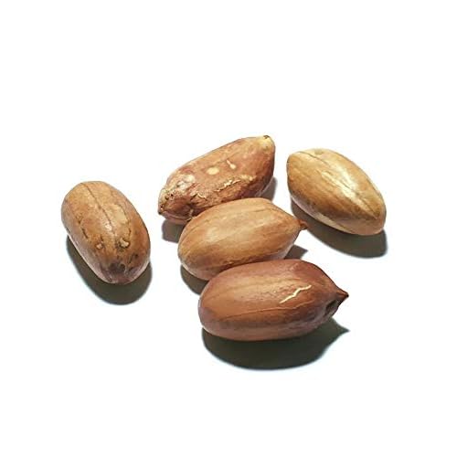 1264-Worlds Largest Peanut Arachis hypogaea Seeds by Robsrareandgiantseeds UPC0764425789383 Non-GMO,Organic,USA Grower,Farm,Showy,Recipe,Huge Yields,Dishes,Sacred,1264 Package of 5 Seeds