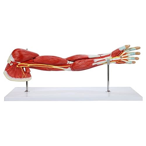 Wellden Product Medical Anatomical Muscular Arm Model, 7 Parts, Life Size