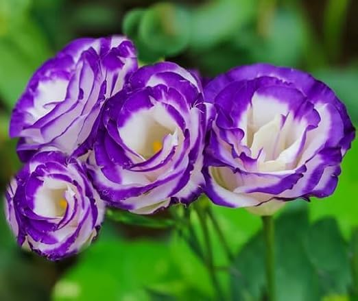 100pcs Purple White Lisianthus Flower Seeds