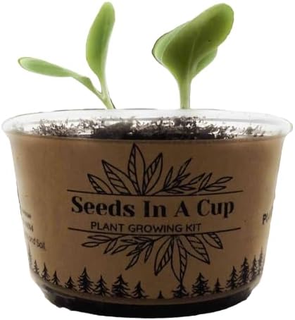 Apricot Tree | Seed Starter Grow Kit | Seeds In A Cup