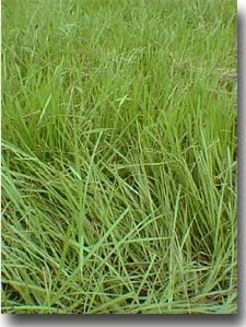 SeedRanch Pensacola Bahia Grass Seed Coated - 5 Lbs.