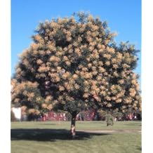 Sophora japonica: Japanese Pagoda Tree Seeds