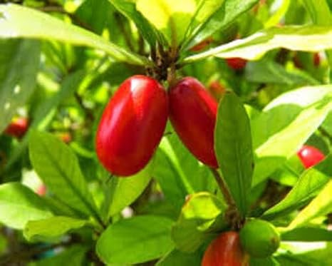 70pcs Dulcificum Fruit Seeds