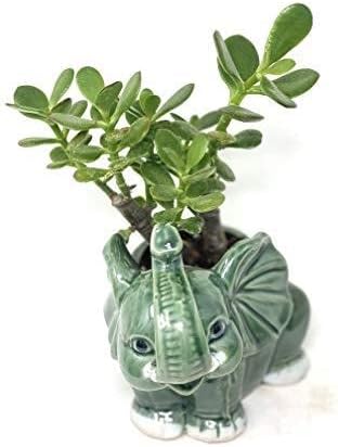 Sunset Jade Plant| Crassula Elephant Round Vase