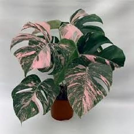 Fresh Monstera Plant Seeds for Planting 50pcs, Exotic Tropical Houseplant Seeds for Indoor & Outdoor Growing | Easy to Grow Monstera Deliciosa Seeds