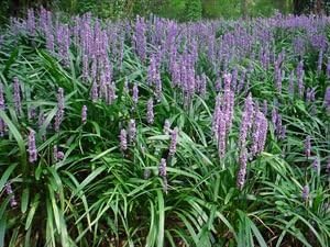 Pixies Gardens (18 Count Flat-3.5" Pots) Liriope Muscari 'Big Blue' Lilyturf (Groundcover) The Most Well Known Variety of Liriope Deep Green Foliage Lilac Flower Spikes Moderate Spreader.
