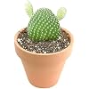 Opuntia Microdasys Bunny Ears Cactus (2'' + Clay Pot) | Angel Wing Cactus | Mickey Mouse Cactus |Easy to Care, Rare Succulent