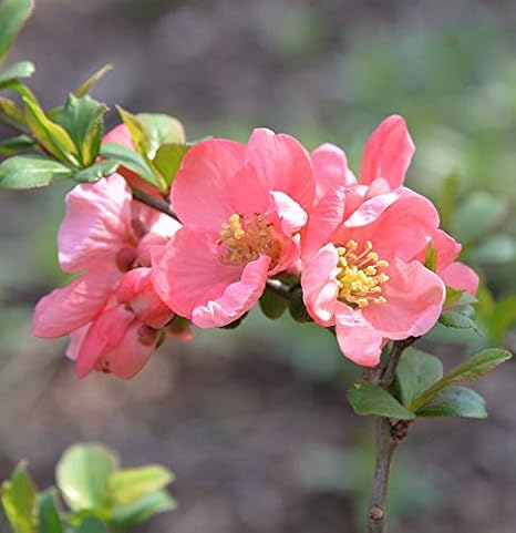 Chaenomeles Decorative Pink Trail 30-40 cm Garden Plant