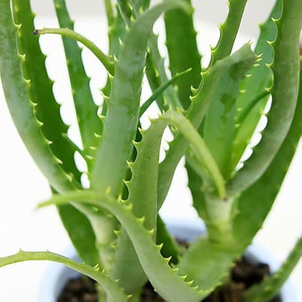 Ornamental Plants Aloe Vere, Kidachialoe, No. 5 1 Pot, Hokkaido Winter Season Not Shippable