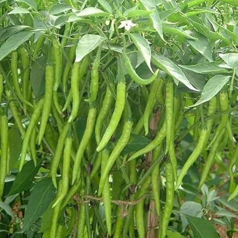100pieces Green Chilli Vegetable Seeds