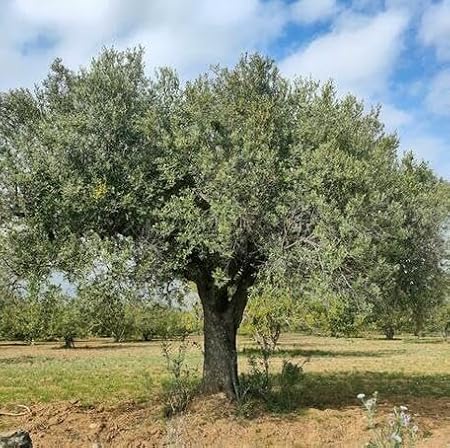 50pcs Green Olive Tree Seeds