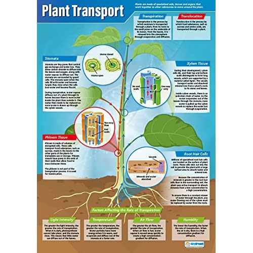 Daydream Education Plant Transport | Science Posters | Gloss Paper measuring 33 x 23.5 | STEM Charts for the Classroom | Education Charts