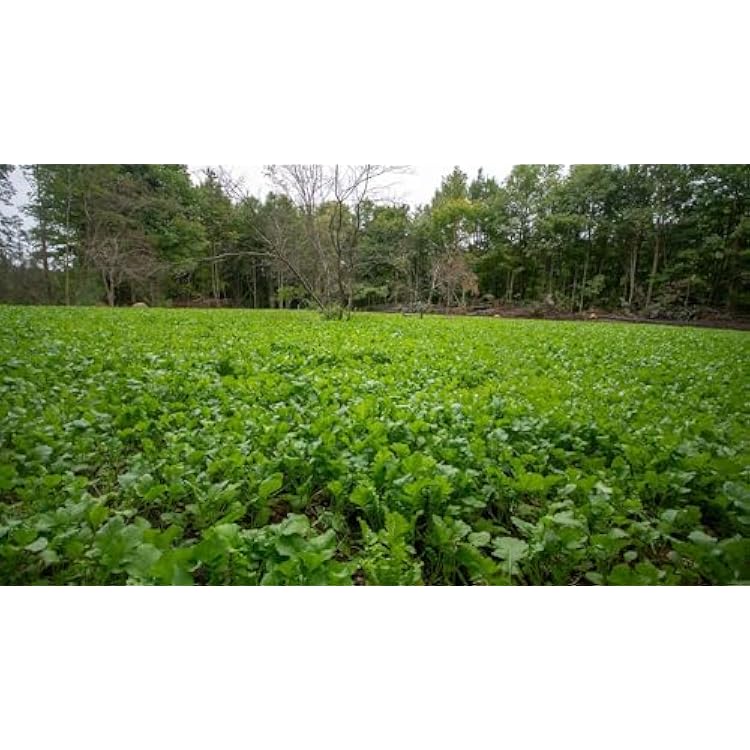 Hancock Seed Co. Deer Greens Seed Mix, 25 lbs.