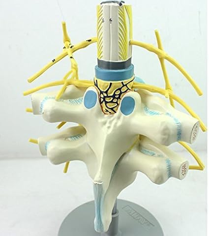 Oubo- Human Thoracic Spinal Cord Spinal Nerve Sympathetic Trunk
