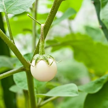 30 Seeds White Round African Eggplant, Ca Phao Trang, White Eggplant Seeds Planting Ornaments Perennial Garden Simple to Grow Pot Gifts