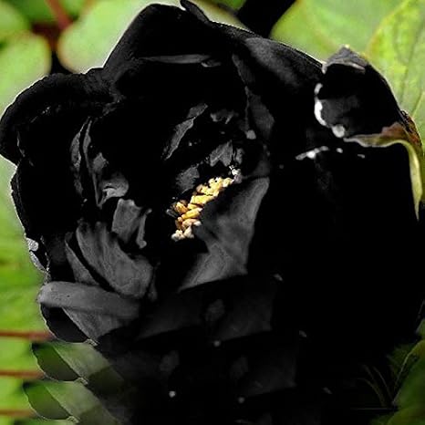 Seeds Shopp - Chinese Black Peony Seeds Planting of Greenery And Flowers Terraced Courtyard Garden Paeonia Suffruticosa Seeds 12PCS Hot Sale!