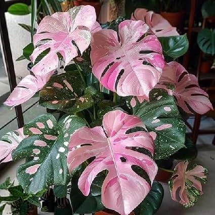 90PCS Fresh Monstera Plant Seeds, Rare Tropical Houseplant Seeds for Indoor & Outdoor Growing | Easy to Grow Exotic Foliage Plant