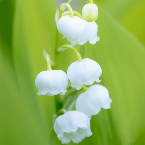 Lily of The Valley Bulbs for Planting, 10 Lilies Flower Bulbs Bulk Perennial Indoor Outdoor Garden, 10 Roots