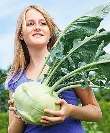 Seeds Kohlrabi Giant Biennial Cabbage Heirloom Vegetable Non GMO