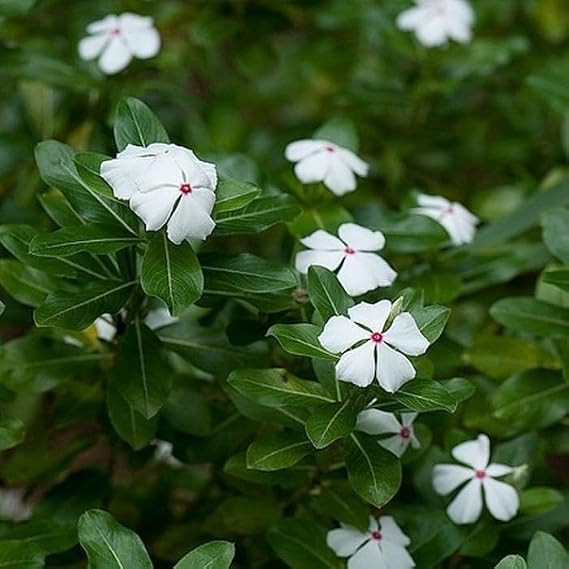Pure White Vinca Rosea Rozet Çiçeği Tohumu (20 Tohum)