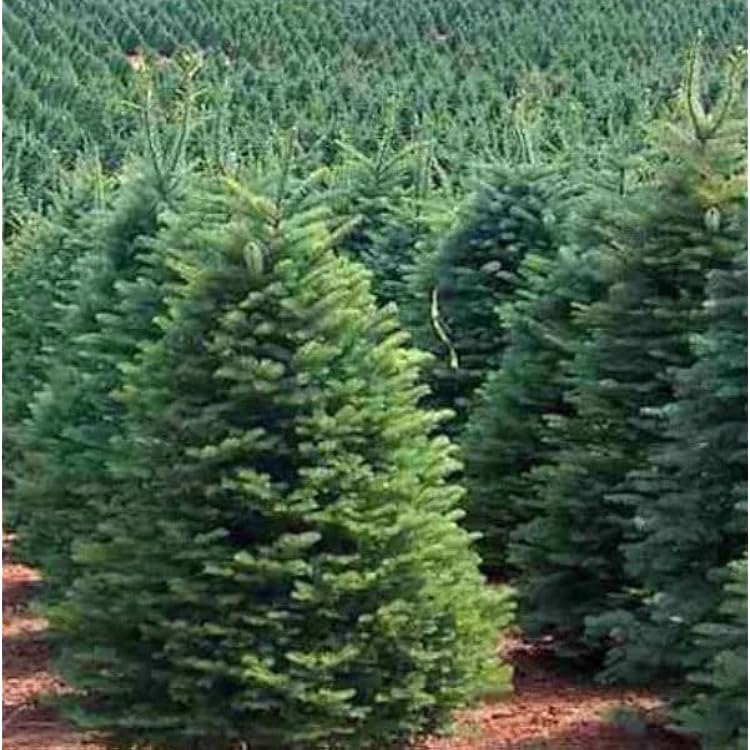 Abies procera (Noble Fir, Red Fir, White Fir, Christmas Tree) Tree Seeds, Highly Prized As A Christmas Tree, Seeds by MySeeds.Co, You Choose The Amount (1 oz)