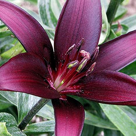 Landini Asiatic Lily Flower Bulbs - 3 Lilies Bulbs per Pack - Attracts Butterflies and Hummingbirds - Good as Cut Flowers - Good for Indoor Forcing - Grows Well in Containers - Perennializing