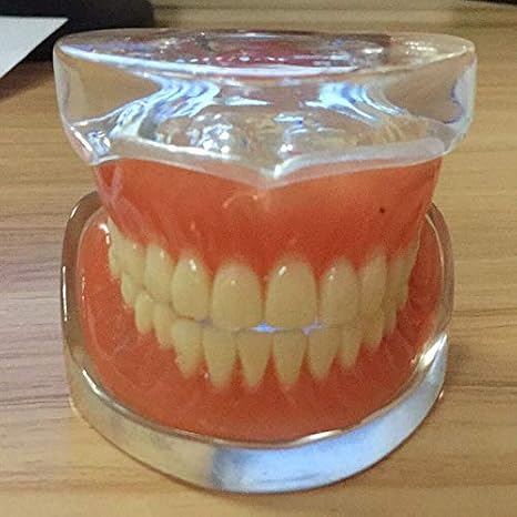 Dental Full Denture Model for Teaching Demonstration (Full Denture Model (Transparent))