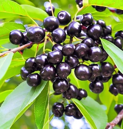 Prunus virginiana (Black Chokecherry, Black Choke Cherry) Tree Seeds, Attractive Autumn Foliage, Seeds by MySeeds.Co, You Choose The Amount (1 oz)