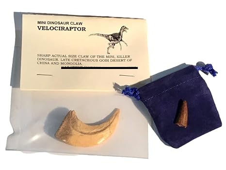 Cast Replica Velociraptor Dinosaur Claw with Bonus Genuine Fossil Spinosaurus Dinosaur Tooth - DINOSAURS ROCK