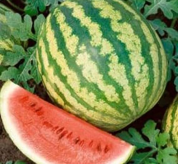 Watermelon Crimson Sweet Great Heirloom Garden Vegetable Seeds By Seed Kingdom (1 OZ Seeds)