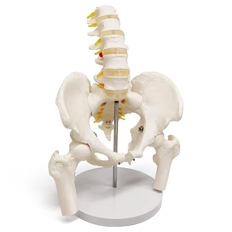 Male Pelvis Model with 5 Lumbar Spine, W/Removable Femur Head, Life Size | EVOTECH SCIENTIFIC Anatomy Medical Model for Science Education, Medical Demonstration Tool