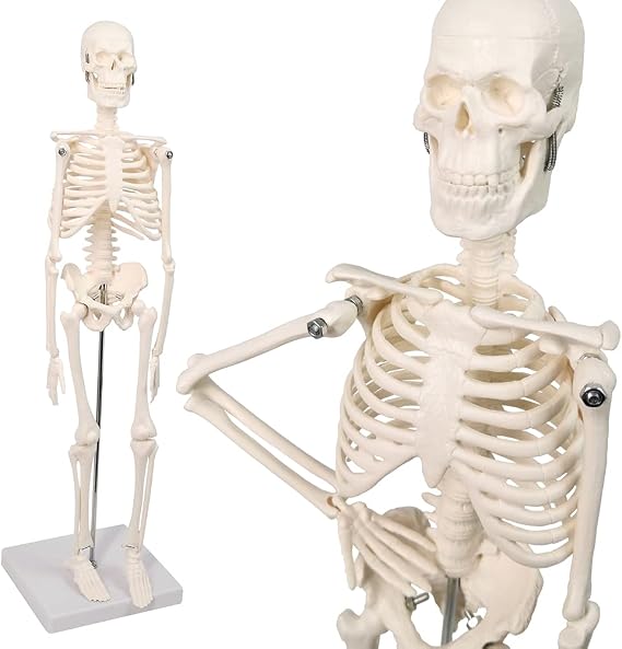 Human Skeleton Model w/Movable Arms, Legs and Stand, 17.72 | Quarter Size Human Skeletal System for Medical Anatomy and Physiology Teaching Demonstration