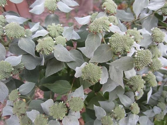 Smokey Mountain Mint - #1 Container