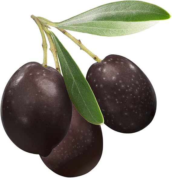 Olive Tree Seeds for Planting | 10 Seeds | Olea europaea