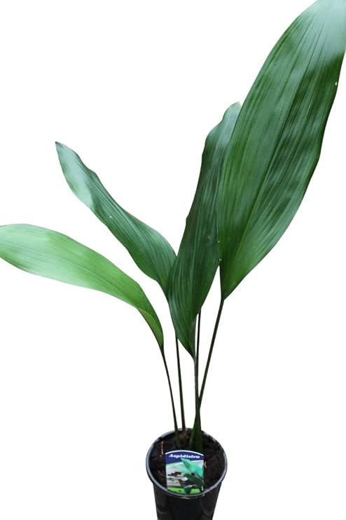Cast Iron Plant - Aspidistra elatior - Small Indoor Office House Plant - Approx 60cm Tall