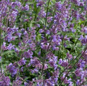 Catnip 100% Pure Essential Oil 5ml