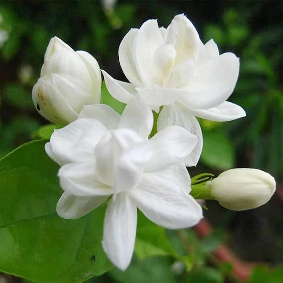 5 Jasminum Sambac Jasmine Seeds, Arabian Jasmine, Mogra, Sampaguita, Perennial Fragrant Flowering Shrub Tree, Striking Landscape Plant