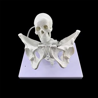 11 Life Size Maternity Midwifery Pelvis Model Fertility Teaching Aid Models Female Pelvis Baby Skull Childbirth Aids for Gynecology