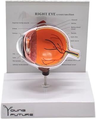 PVC Plastic Enlarged Human Right Eye Anatomical Model for Medical Teaching