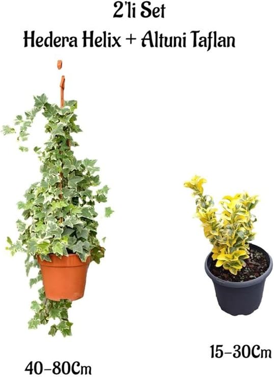 Gardenbox Beyaz Alacalı Hedera Helix Duvar Sarmaşığı + Altuni Taflan 2'li Bahçe Seti