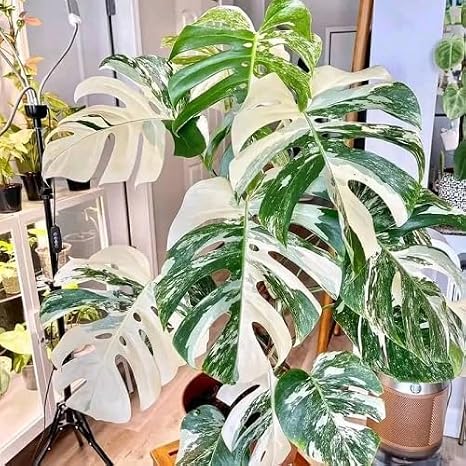 70pcs Variegated Monstera Seeds Green & White Tropical Foliage Plant Seeds for Planting, Easy to Grow Indoor & Outdoor Houseplant, Decorative Jungle Vibe Seeds for Home or Garden