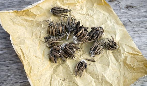 Elephant Ear Bulbs-Hardy Perennial, Excellent Display, Mix Greening Flower, Natural Organic, Wedding, Balcony Garden Elephant Ear Mix -2bulbs-A