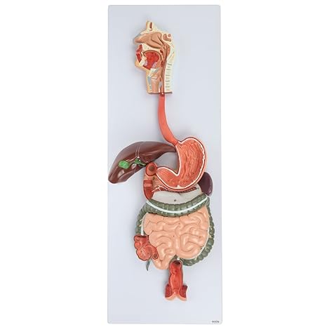 Axis Scientific Human Digestive System Model | Half Life-Size Digestive System Displays Opened Organs, Includes GI-Tract and Colon, Includes Product Manual