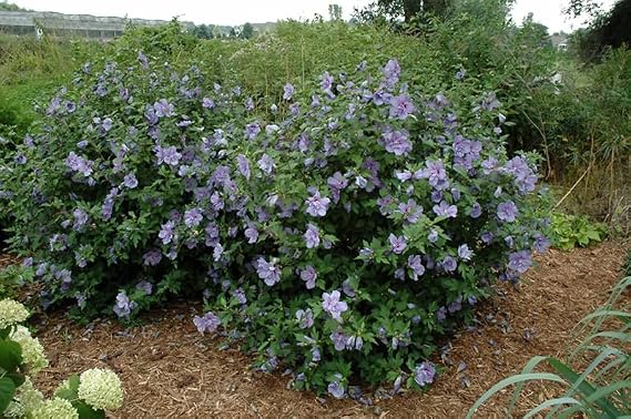 Blue Chiffon Rose of Sharon Shrub, 3 Gallon, Purple Flowering Bush, Hardy Hibiscus