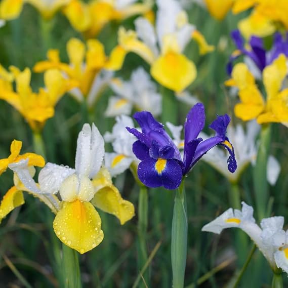 Dutch Iris ‘Hollandica Mix’ – Stunning Summer Bulbs for Vibrant Blue, Yellow & White Blooms, Hardy & Reliable Cut Flowers for Borders & Containers, 40 Bulbs, By Thompson & Morgan