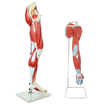 Axis Scientific Arm and Leg Musculature Anatomy Model Set - Scientific Model, mini Figure, Human Anatomy System Miniature, Demonstration Skill, Learning School Demonstration, Educational Model