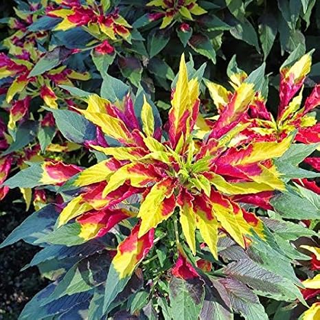 Joseph's Coat Perfecta Amaranth Seeds 40 Seeds | Amaranthus tricolour; annual warm-season herbaceous crop; heat-loving.