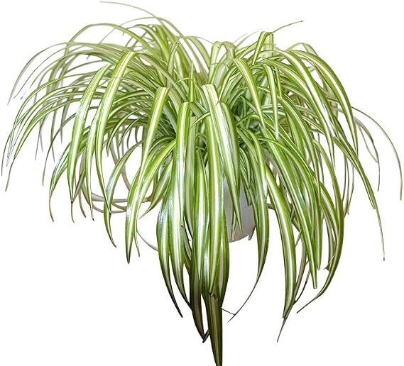 Indoor Plant -House or Office Plant -Chlorophytum - Indoor Spider Plant