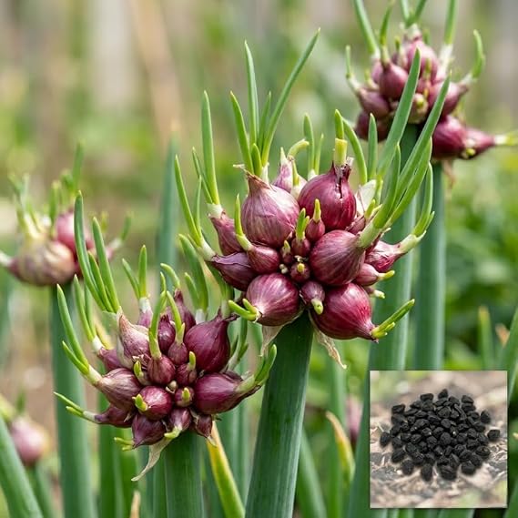 50 Egyptian Walking Onions Seeds for Planting, Not Bulbils
